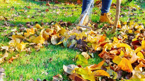 Cost of Lawn Cleanup Service in Camas